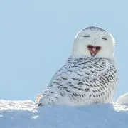 K  N