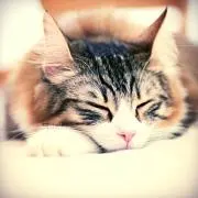 みんみん