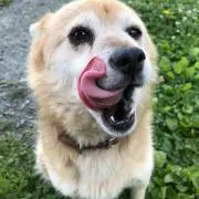 えっく