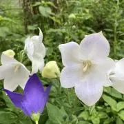 Kikyoの画像