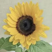 幸せの人　^_^の画像