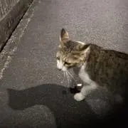 大根