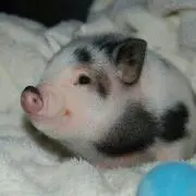 ぶぅちゃん