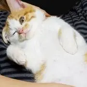 たらーく