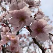 wen