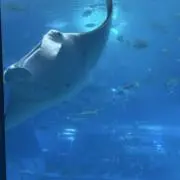miniの画像