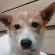 monpiの画像