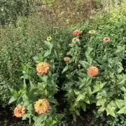 tomeの画像