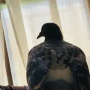 shimatch etsukoの画像