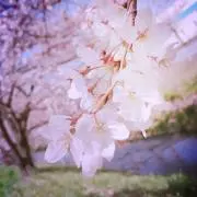 もるるんの画像