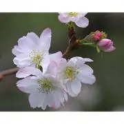 くるみの画像