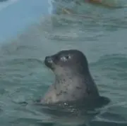 あざらしの画像