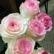 あれ　即購入 まとめ買い 値下げ交渉OKの画像