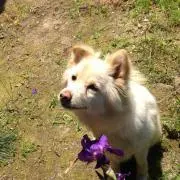 モモ