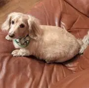 りーちゃんの画像