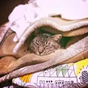 もん