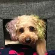 ⚜︎みーたん⚜︎