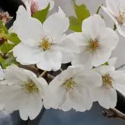 燕
