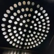 いるかの画像
