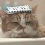 ベルの画像