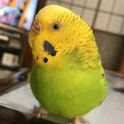 うずら⭐︎Kの画像