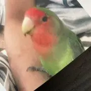 グリーンパンプキンバード