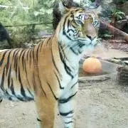 ミルクの画像