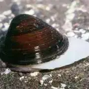 しじみ　プロフ必読の画像