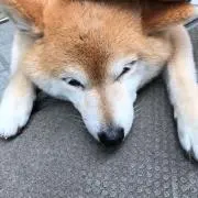 いぬの画像
