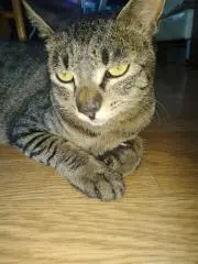 ネコリグ