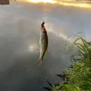 バティー