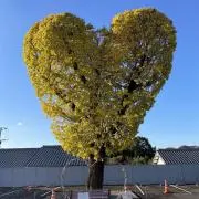 みらくるの画像