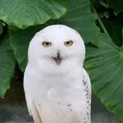 Kou