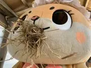 リンゴ☆プロフ必須の画像