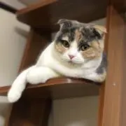 Xの画像