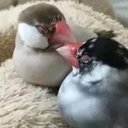 а。プロフご覧下さい。の画像