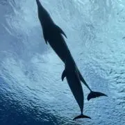 jima