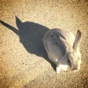 りんごあめの画像