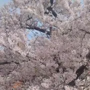 ぽてとの画像