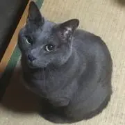 suke12の画像
