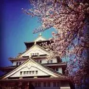 れいおんぴの画像