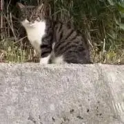 竹が腹