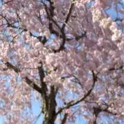 ✳︎✴︎リンリン✳︎✴︎の画像