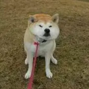 t-tの画像