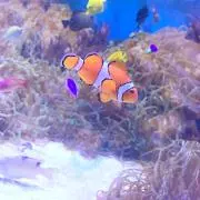 さち
