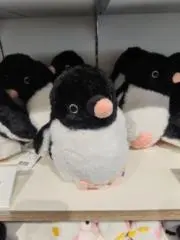 Roahの画像