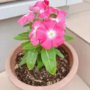 みい