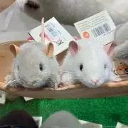 巻