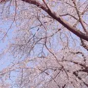 Rの画像