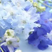 flower*